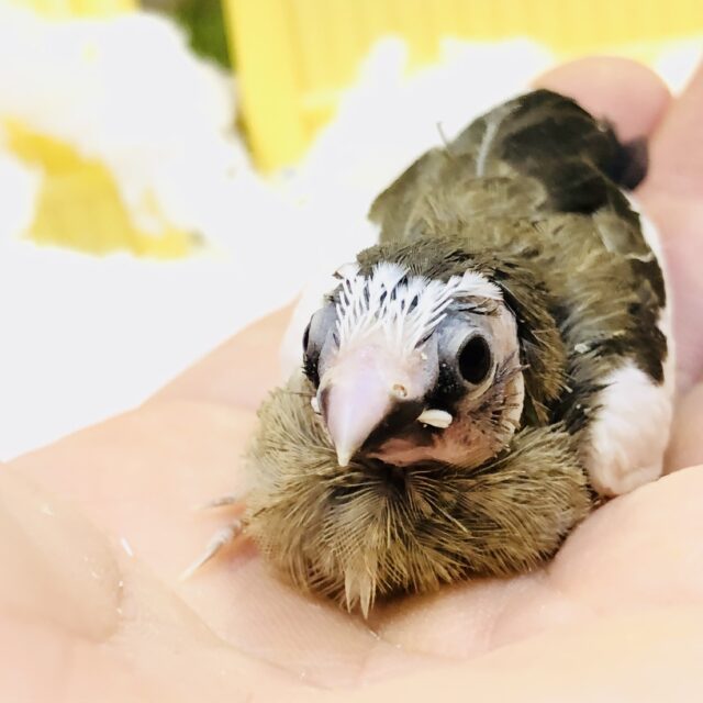 十姉妹（ジュウシマツ）