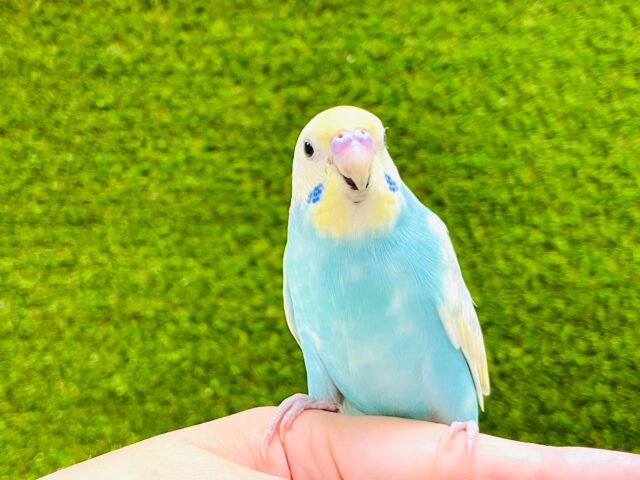 セキセイインコ