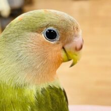 最新画像更新💛【ひとり餌になりました⭐︎】渋めのオリーブカラーが素敵🫒♡コザクラインコ（オリーブオパーリン）