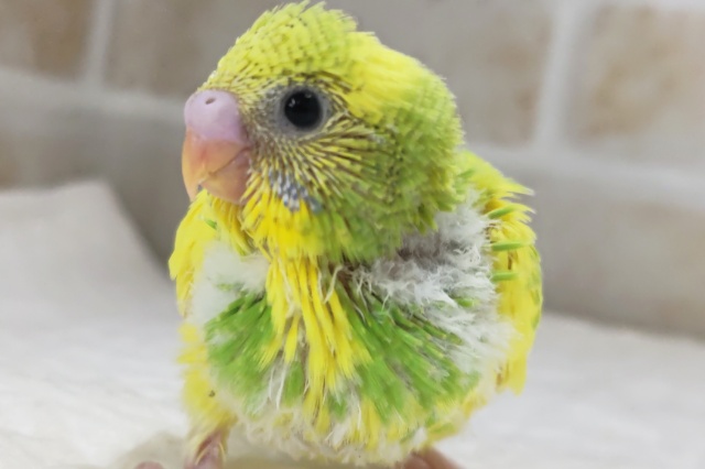 フレッシュフレッシュ～💛 セキセイインコ(パイド)