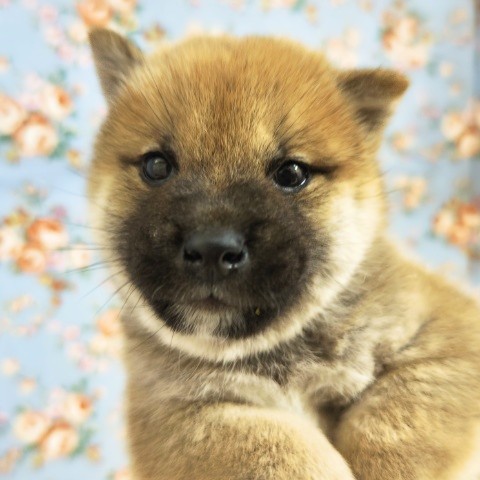 柴犬(赤)男の子♫むっちりボディの子だぬきくん❤