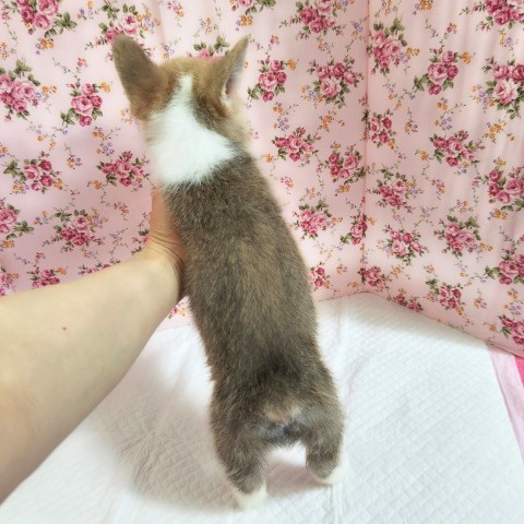 ウェルシュコーギー・ペンブローグ