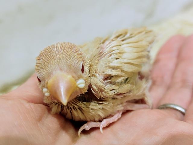 うるうるの赤目ちゃん✨シナモン文鳥のヒナ入荷しました❤