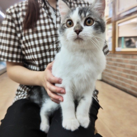 スコティッシュフォールド