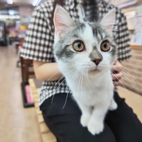 スコティッシュフォールド