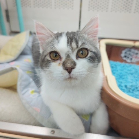 スコティッシュフォールド