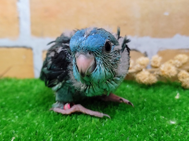 カキカキ好きになる？❤サザナミインコのヒナ(ターコイズブルー)入荷しました❤