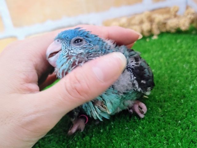 サザナミインコ