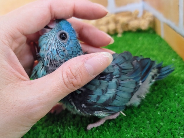 サザナミインコ