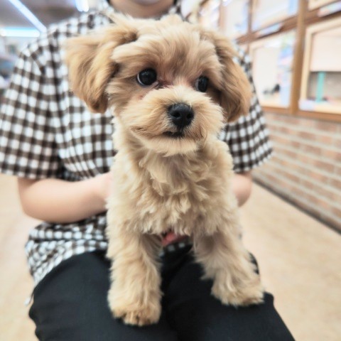 最新画像!ハーフ犬(トイプードル✕マルチーズ)男の子♫可愛いクマちゃん💕 マルプー
