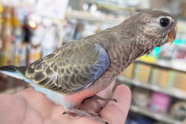 アキクサインコ（秋草インコ）