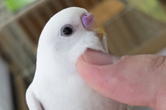 セキセイインコ