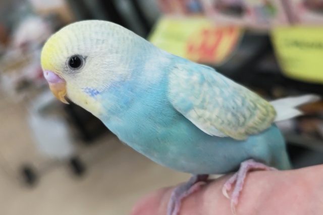 セキセイインコ