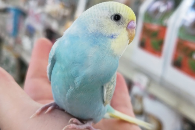 🌟最新画像🌟 絵に書いた様な色合い～🌈 セキセイインコ(パステルレインボースパングル)