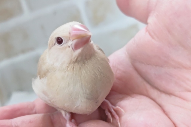 シナモン文鳥