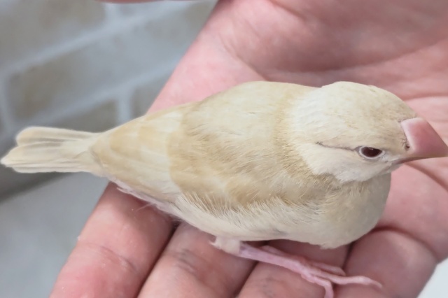 シナモン文鳥