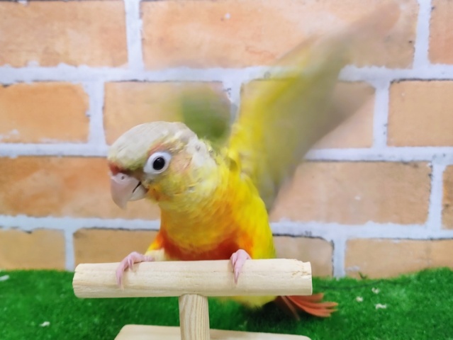 ホオミドリウロコインコ