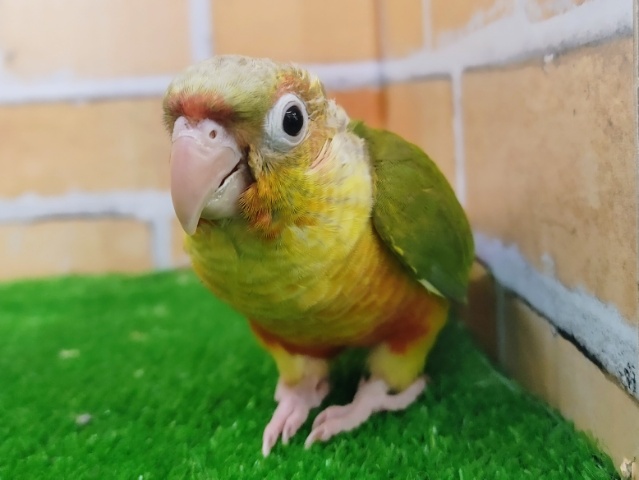 ホオミドリウロコインコ