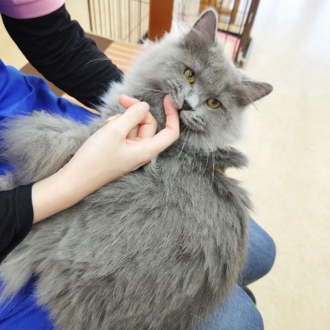 最新画像!ミヌエット(ブルー)男の子♫低姿勢なんです(・・;) ミヌエット