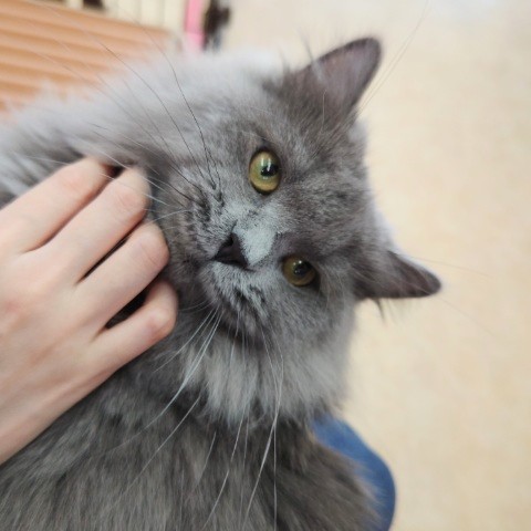 最新画像!ミヌエット(ブルー)男の子♫低姿勢なんです(・・;) ミヌエット