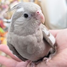 🌟最新画像🌟 色合い素敵なシナモン～👑 オカメインコ(ホワイトフェイスシナモン)