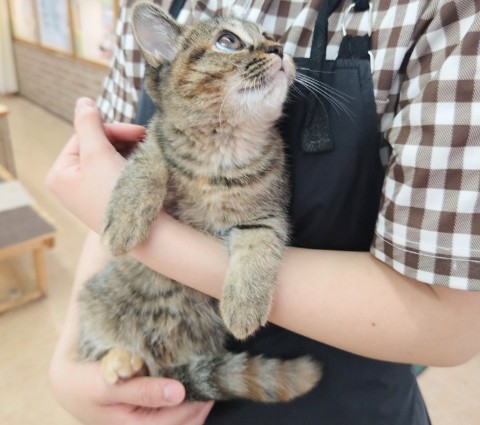 マンチカン