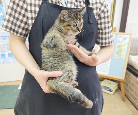 マンチカン