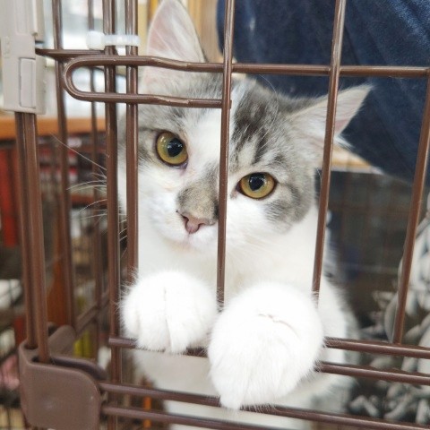 スコティッシュフォールド