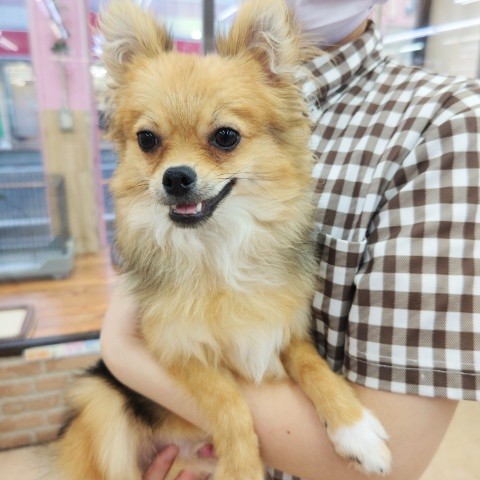 ポメチー（ポメチワ）