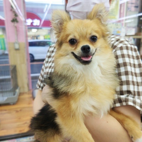 ポメチー（ポメチワ）