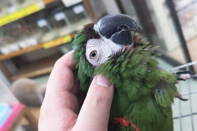 ヒメコンゴウインコ