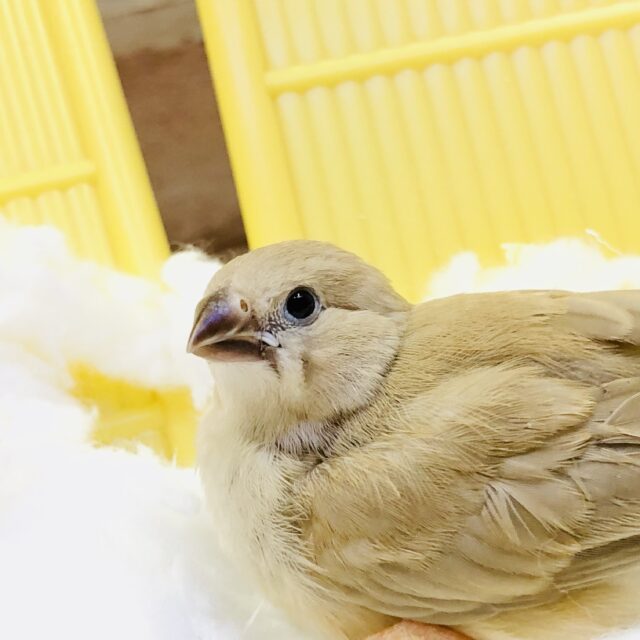 最新画像更新】ほわほわキンちゃんだよ～ キンカチョウ