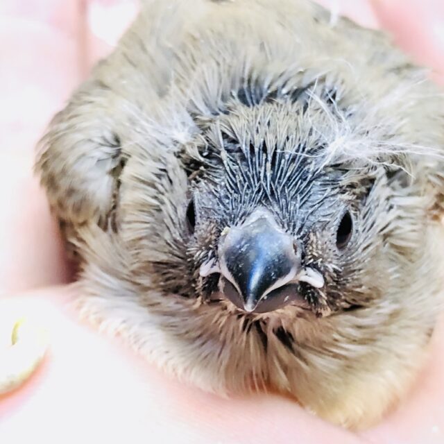 錦花鳥（キンカチョウ）