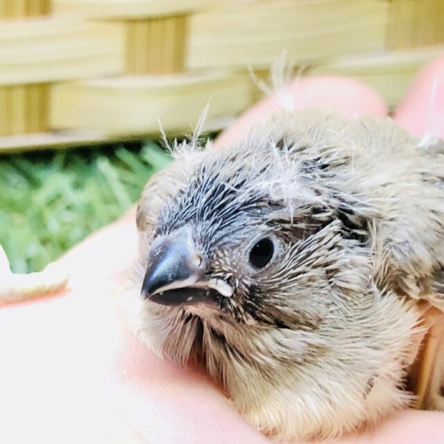 錦花鳥（キンカチョウ）