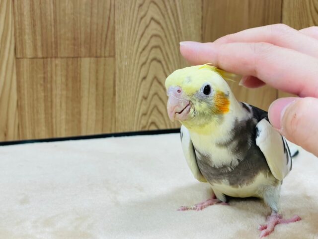 オカメインコ