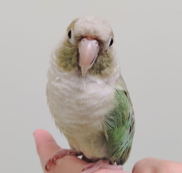 ホオミドリウロコインコ