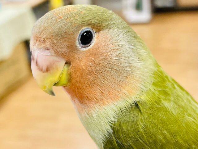 コザクラインコ（小桜インコ）