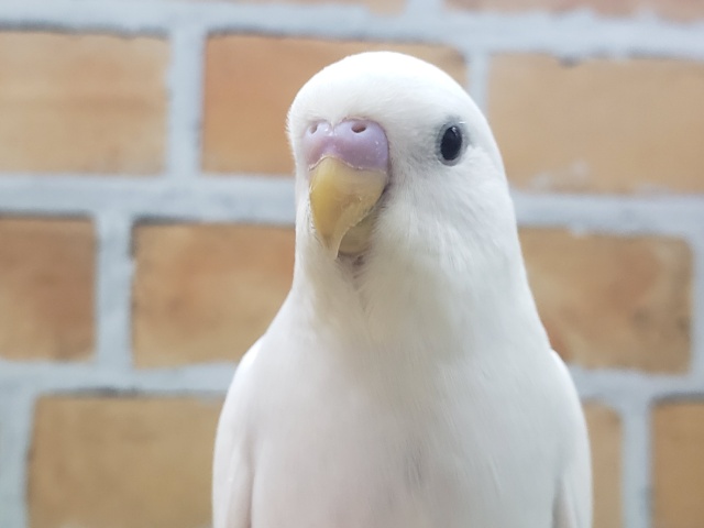 最新画像更新！黒目ちゃん①セキセイインコのヒナ(ダブルファクター、白)入荷しました❤