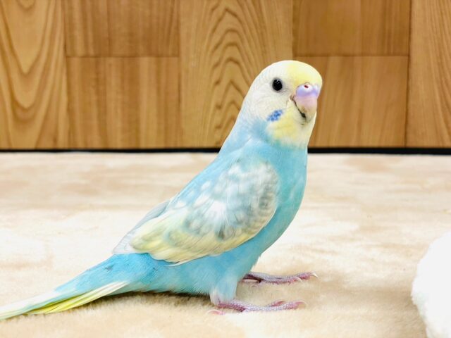 セキセイインコ