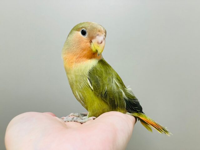 コザクラインコ（小桜インコ）