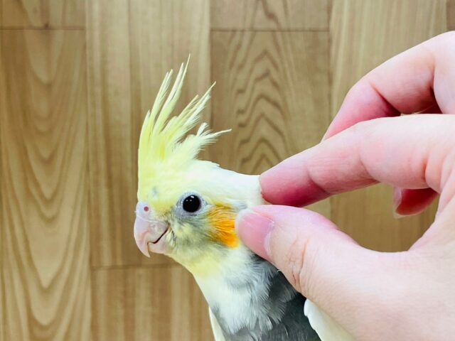 オカメインコ