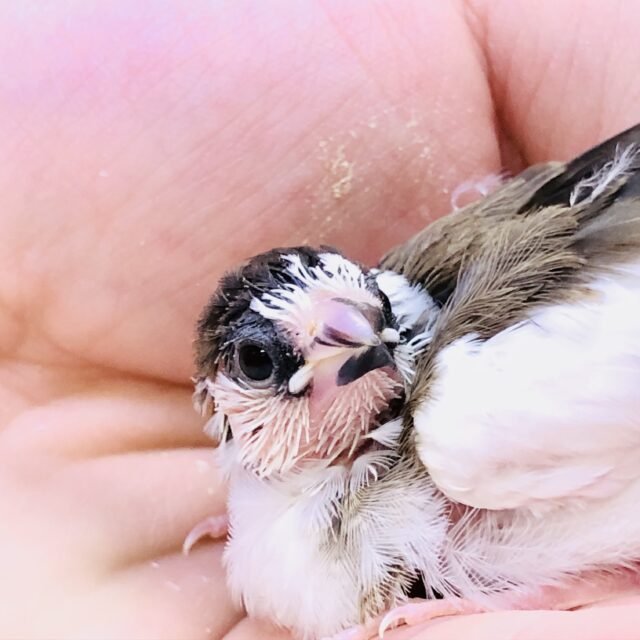 十姉妹（ジュウシマツ）