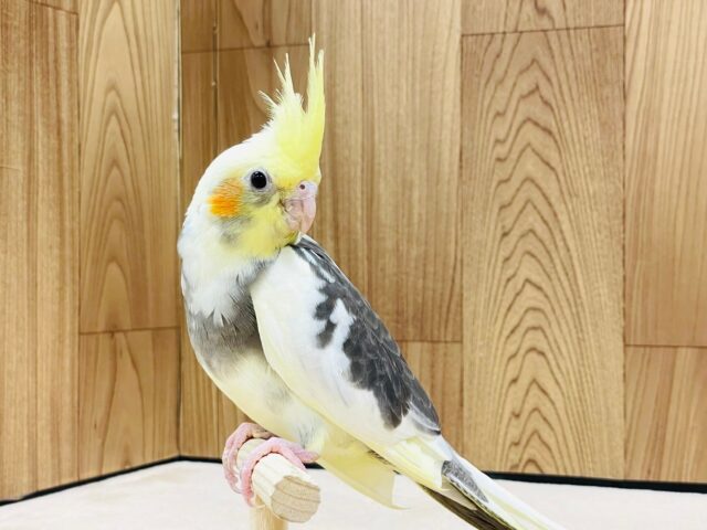 オカメインコ