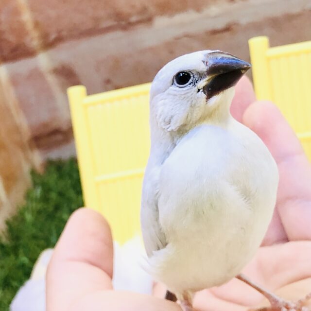 シルバー文鳥