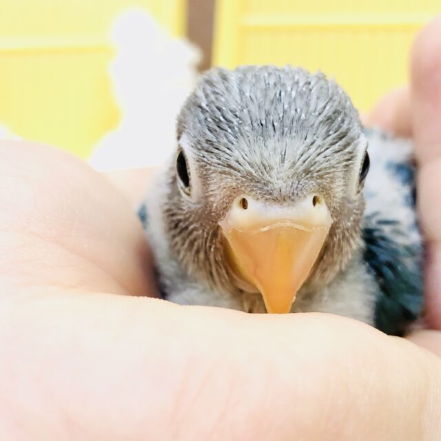 ブルーボタンインコ