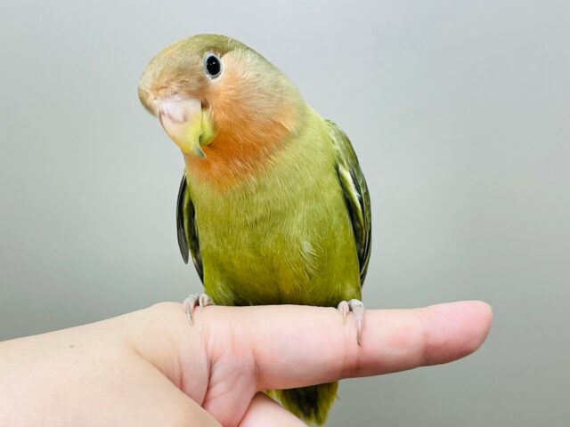 コザクラインコ（小桜インコ）