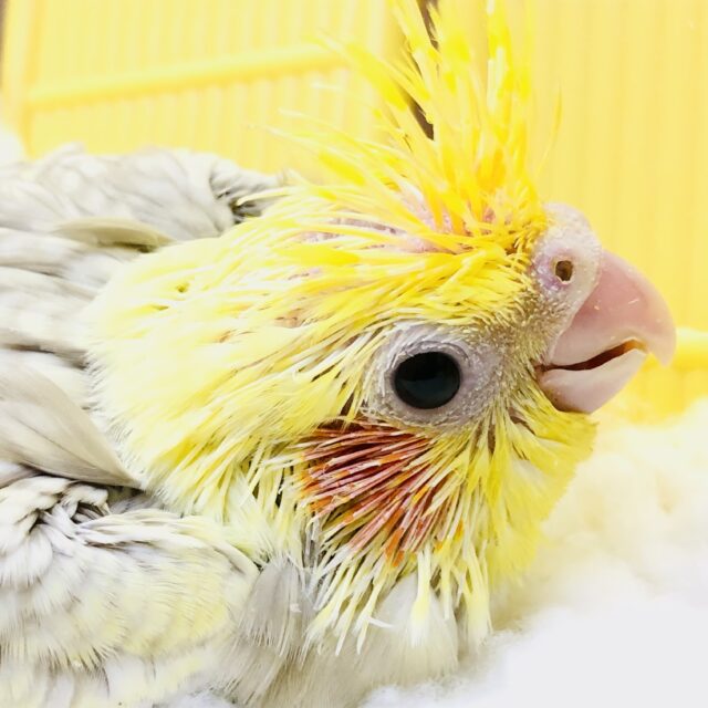 オカメインコ