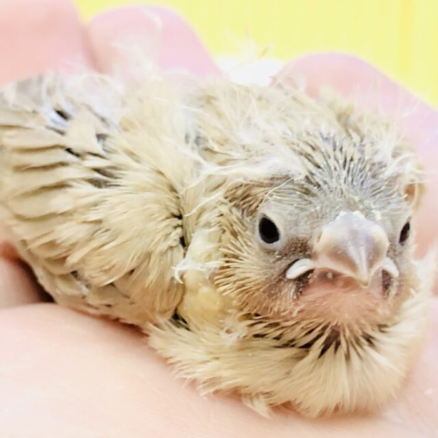 錦花鳥（キンカチョウ）