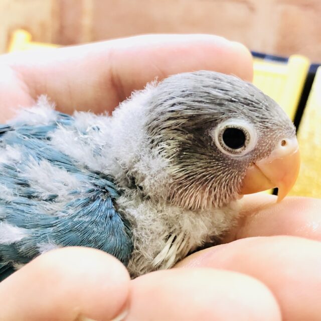 ブルーボタンインコ