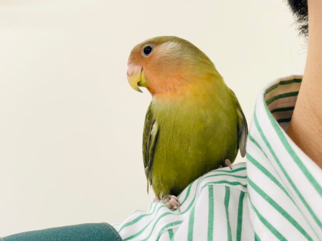 コザクラインコ（小桜インコ）